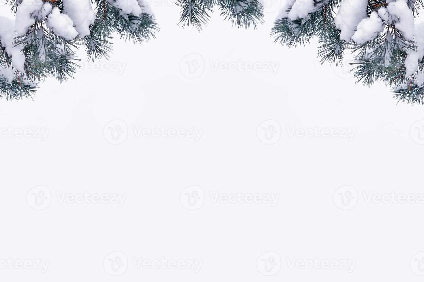 forest in the frost. Winter landscape. Snow covered trees. photo