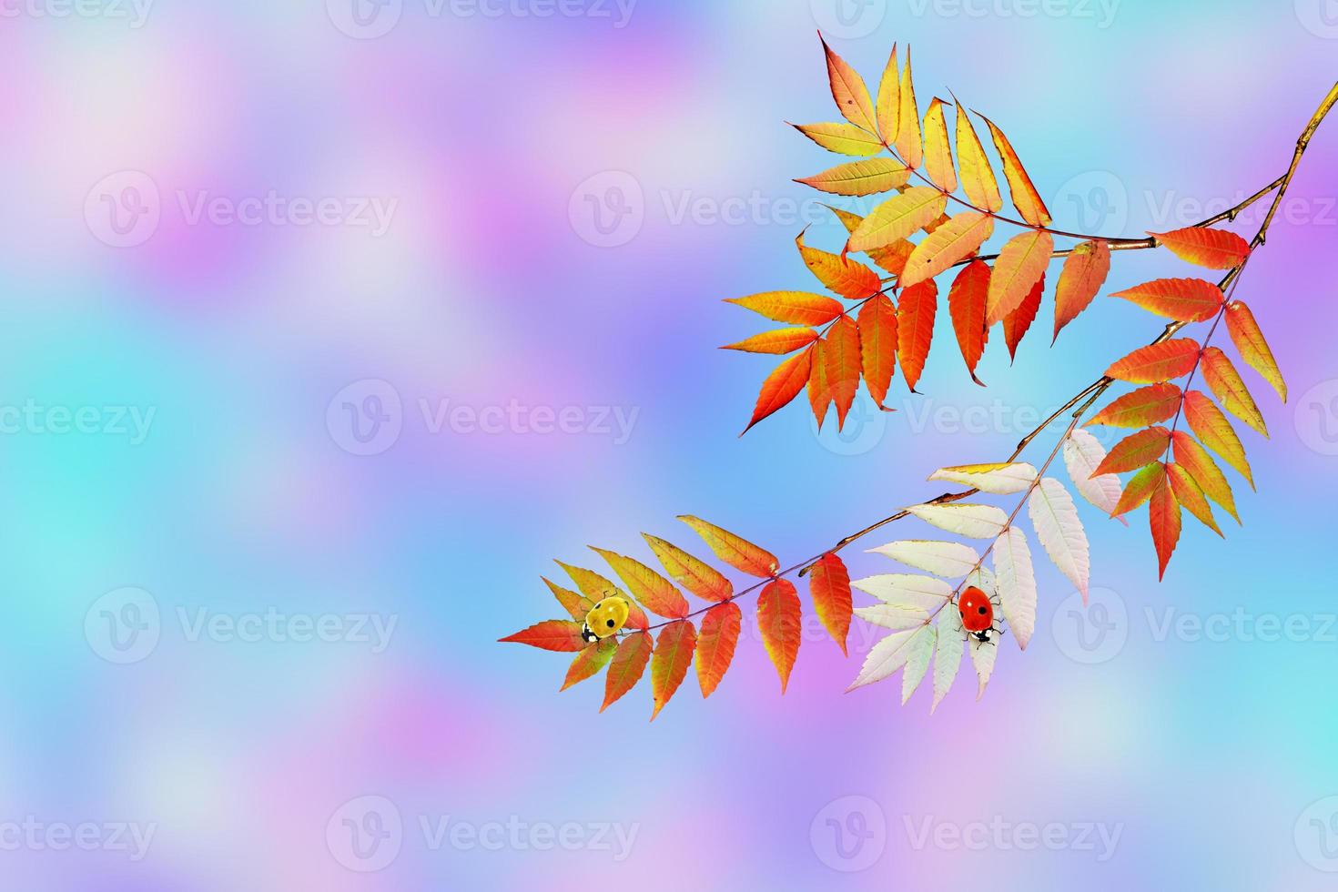 Autumn landscape. Beautiful  leaves. Colorful trees photo