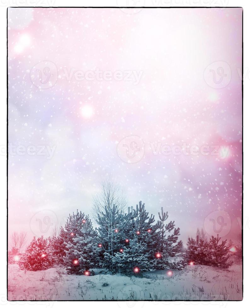 Frozen winter forest with snow covered trees. photo