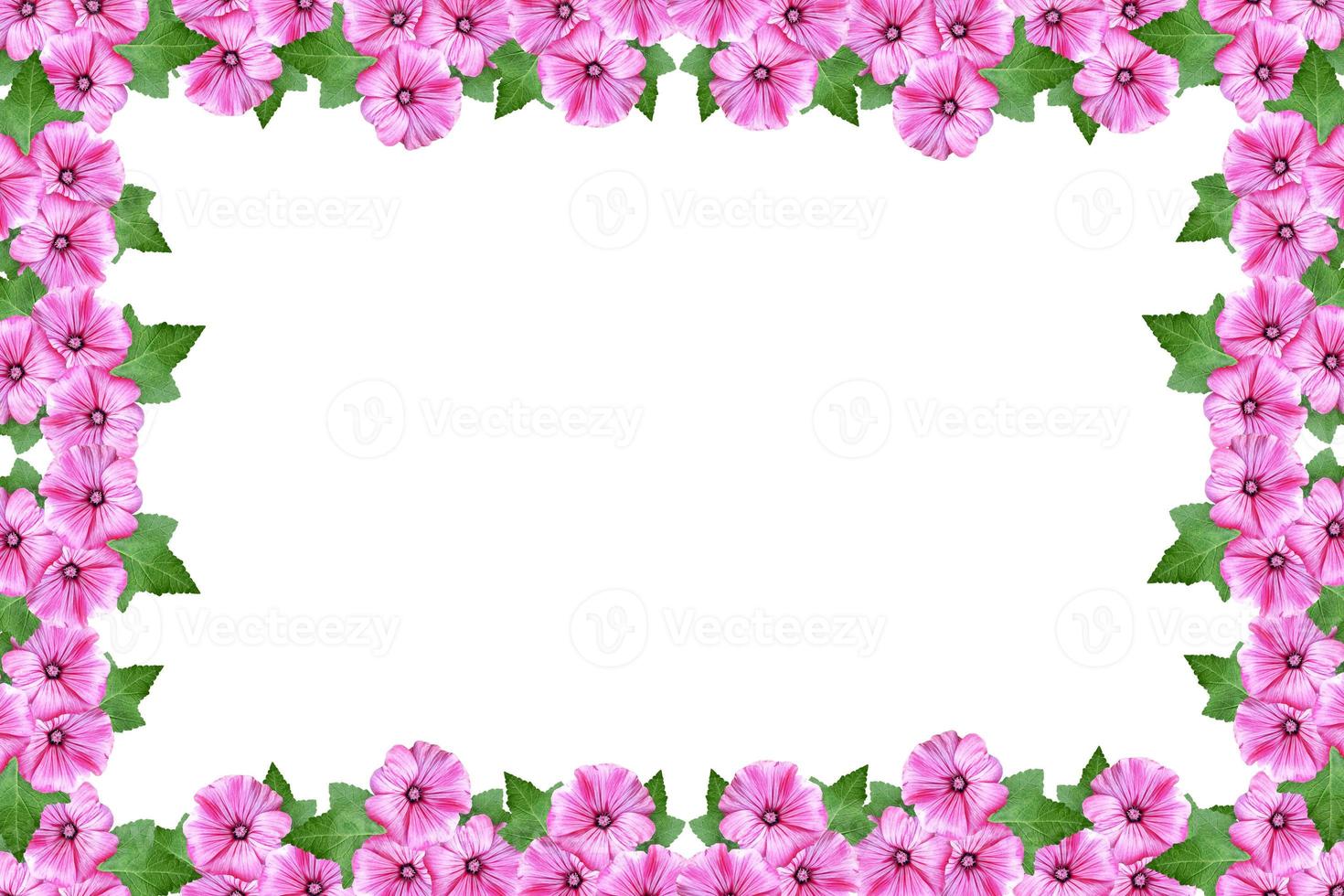 lavatera flowers isolated on white background. bright flower photo