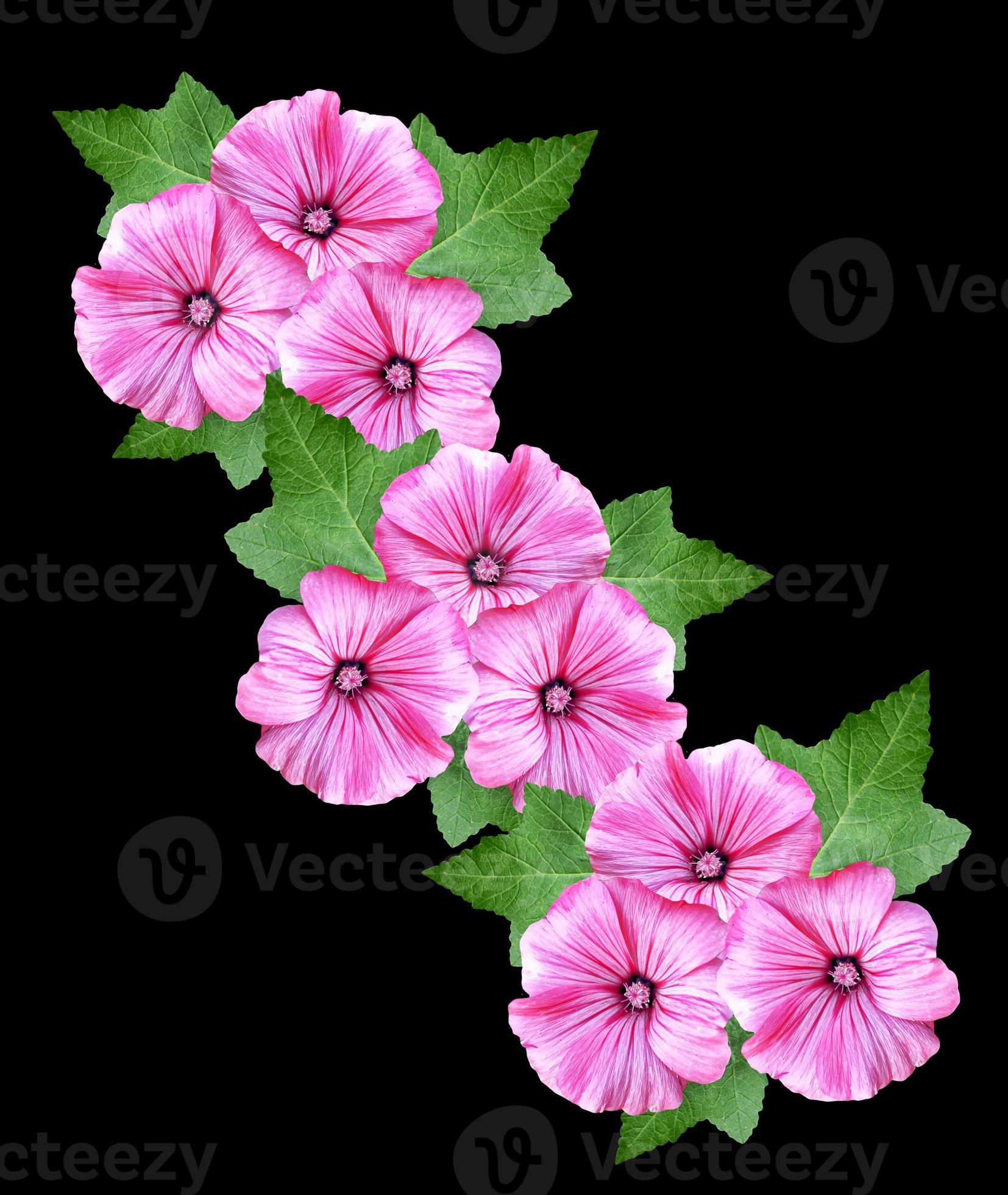 petunia flowers isolated on black background 9853404 Stock Photo at