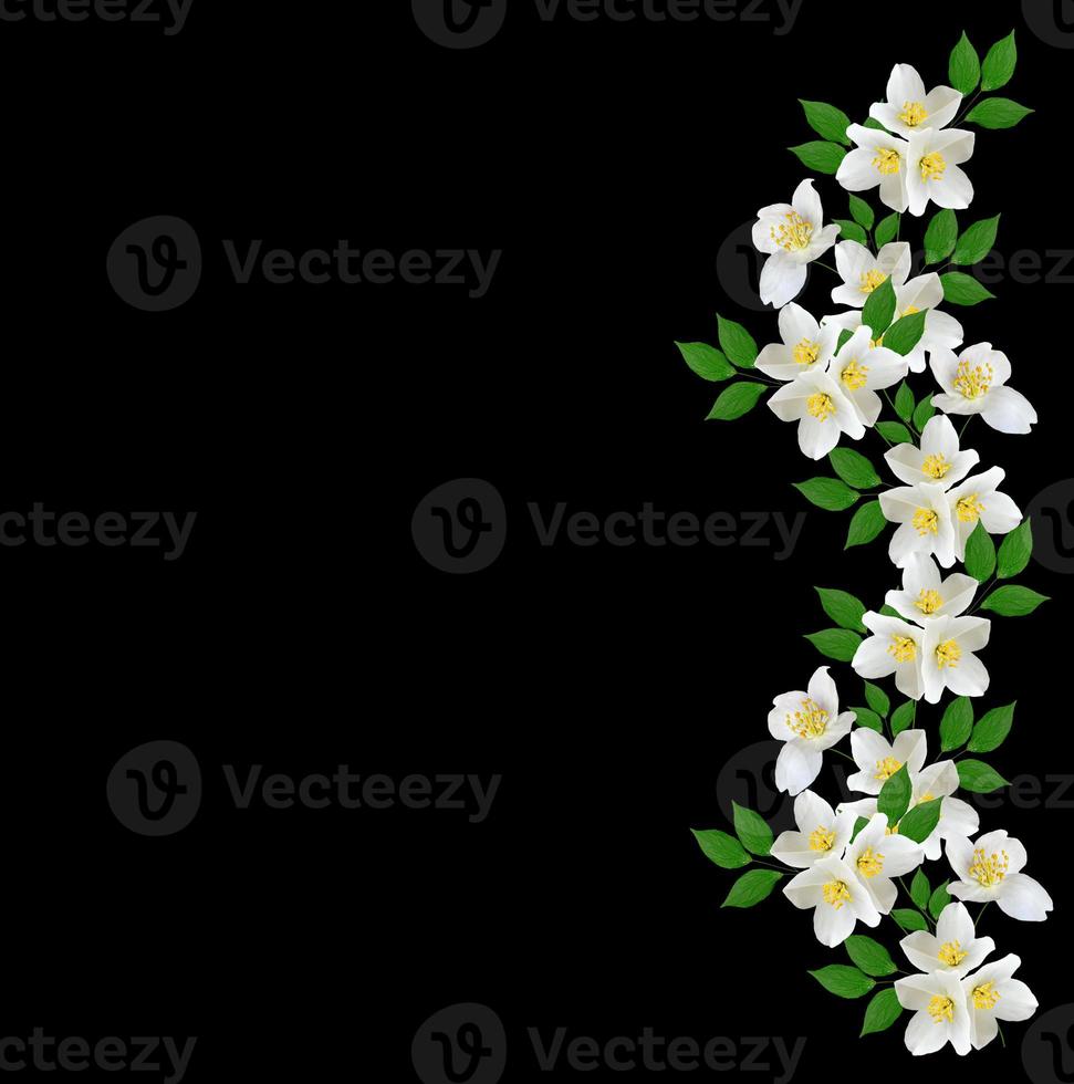 White jasmine flower. photo