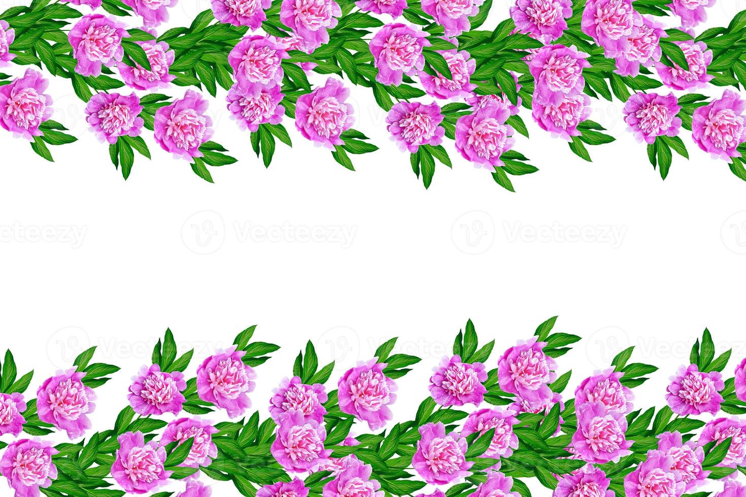 Colorful bright flowers peonies isolated on white background. photo