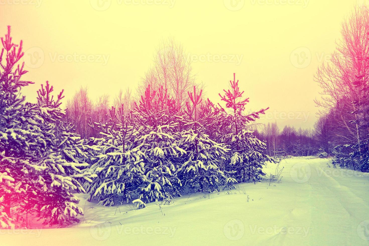 bosque de invierno congelado con árboles cubiertos de nieve. foto