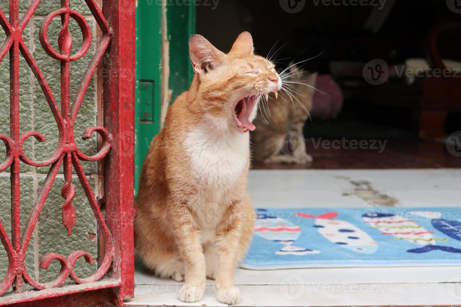 Orange tabby cat sitting and yawning photo