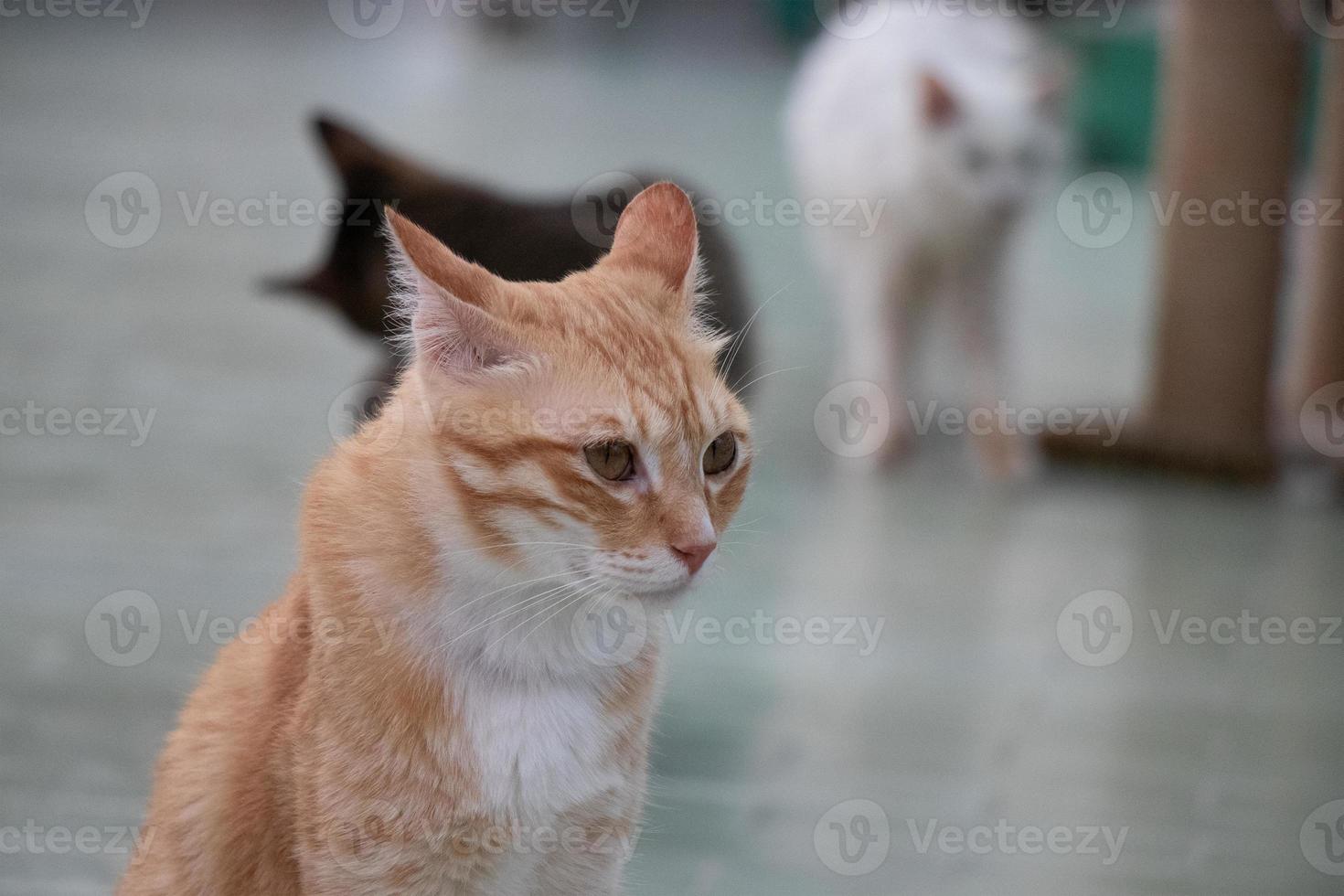 gato atigrado naranja está sentado y mirando foto