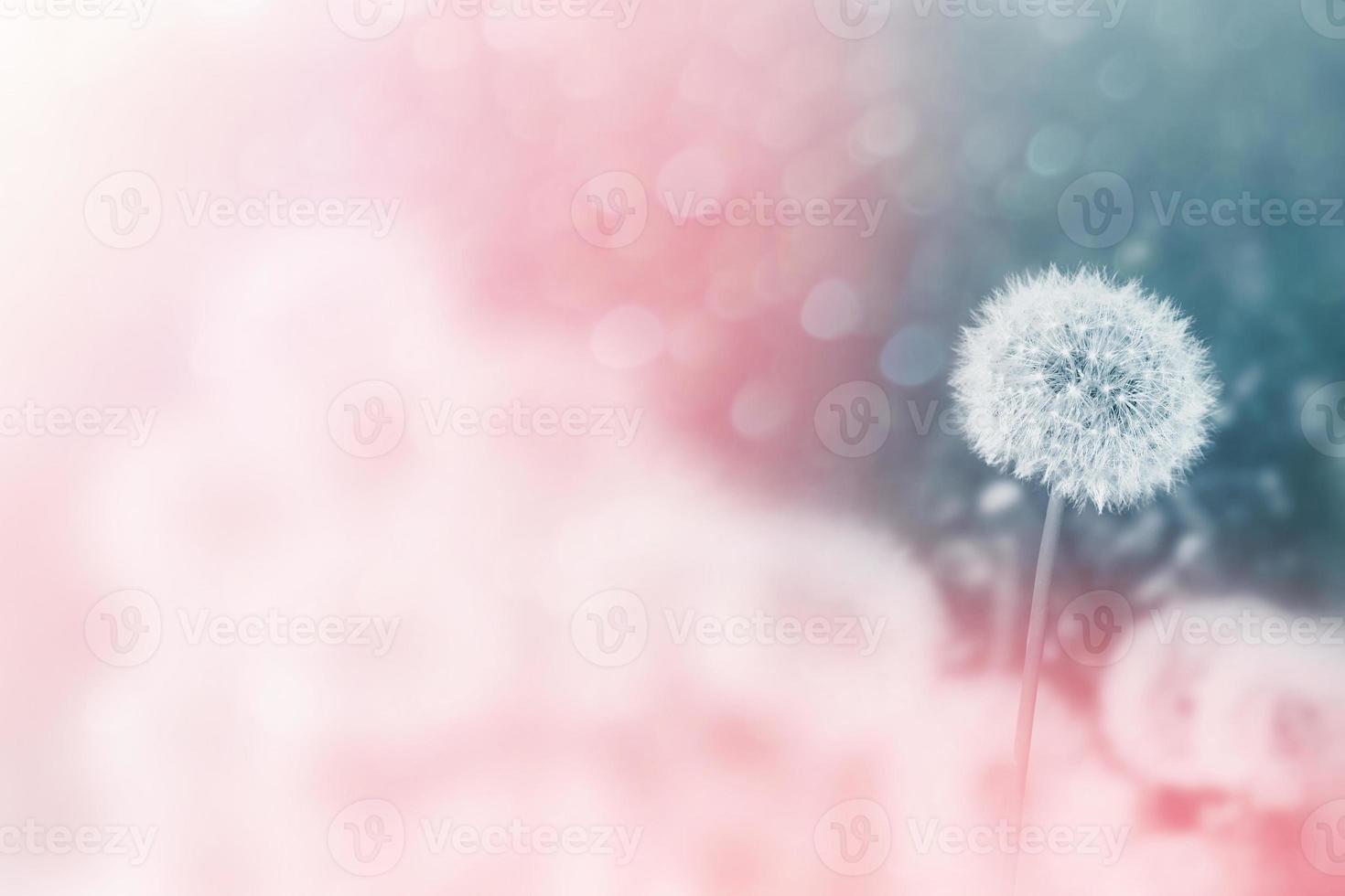 Fluffy dandelion flower against the background of the summer landscape. photo