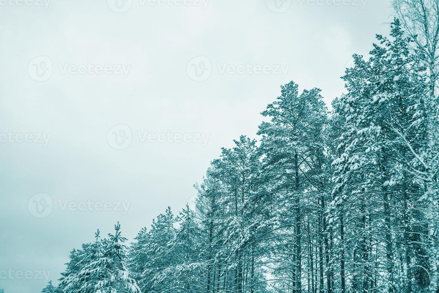 Frozen winter forest with snow covered trees. photo