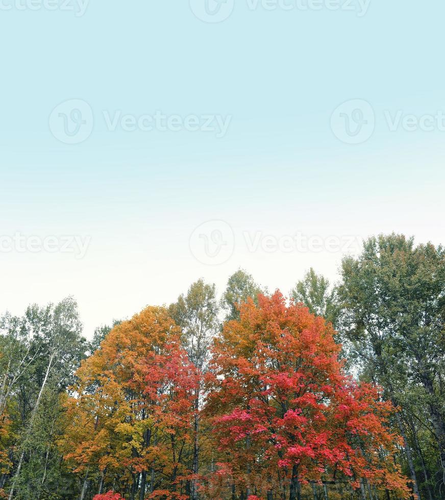 autumn landscape with bright colorful foliage. Indian summer. photo