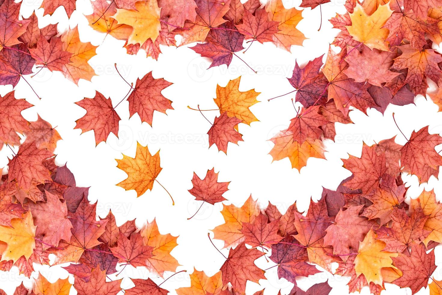 Bright colorful autumn leaves photo