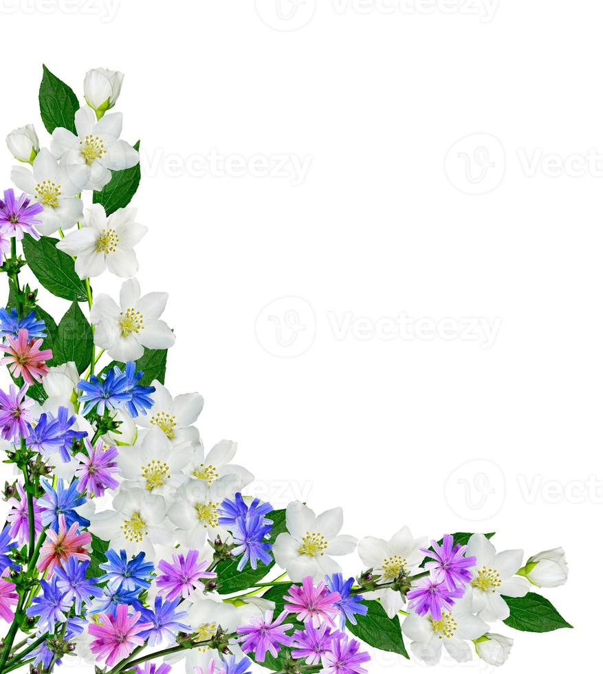 branch of jasmine flowers isolated on white background photo
