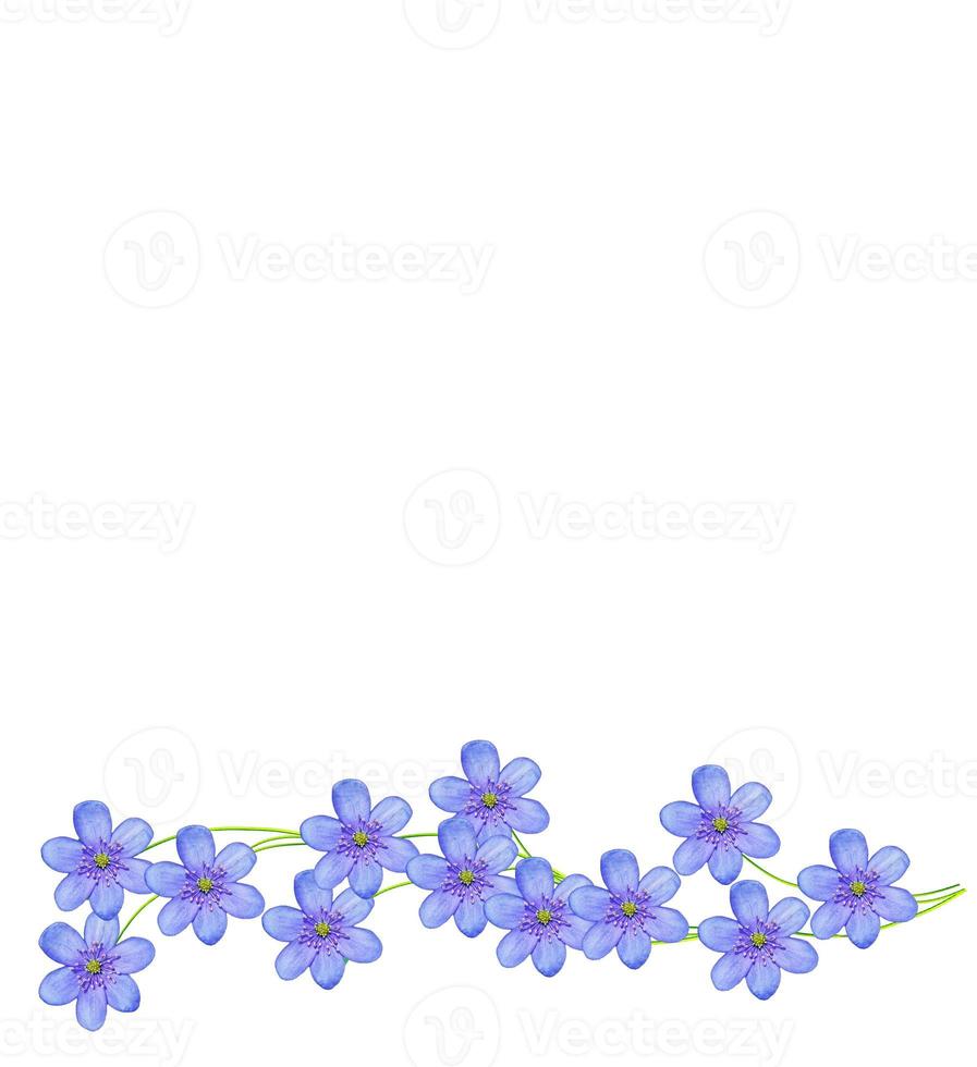 spring flowers snowdrops isolated on white background. photo