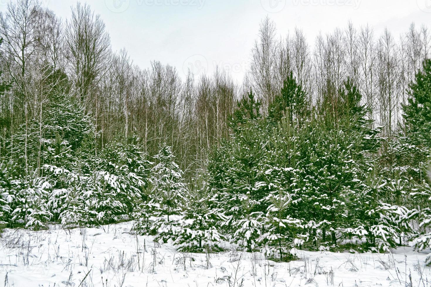 forest in the frost. Winter landscape. Snow covered trees photo