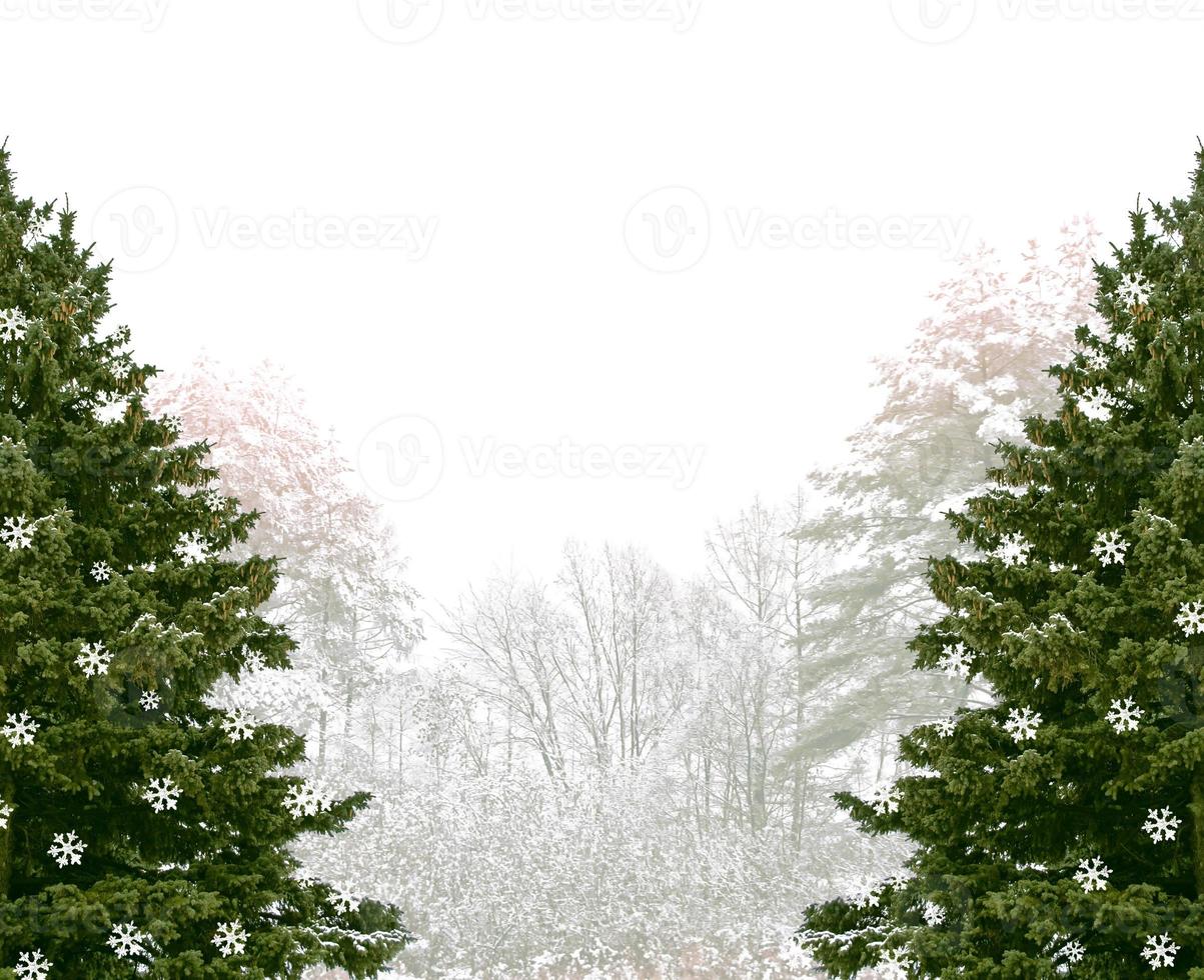 forest in the frost. Winter landscape. Snow covered trees photo