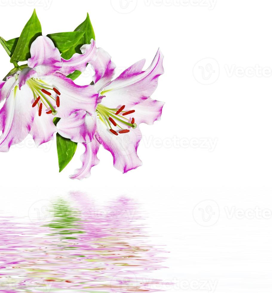 Flower lily isolated on white background. photo