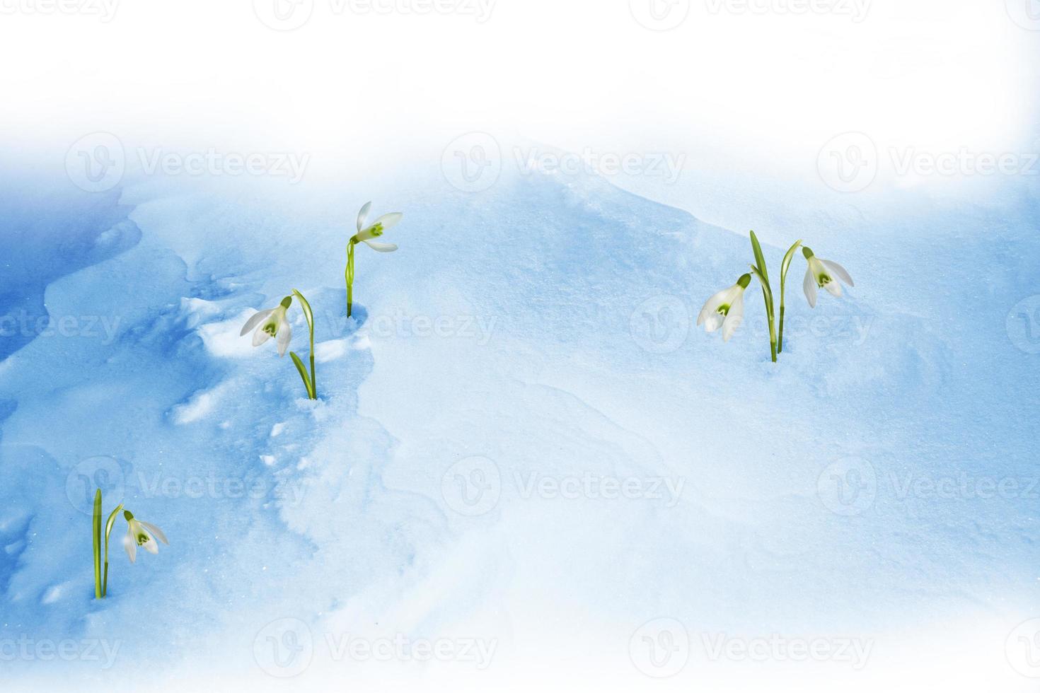snowdrop flower growing in snow in early spring forest photo