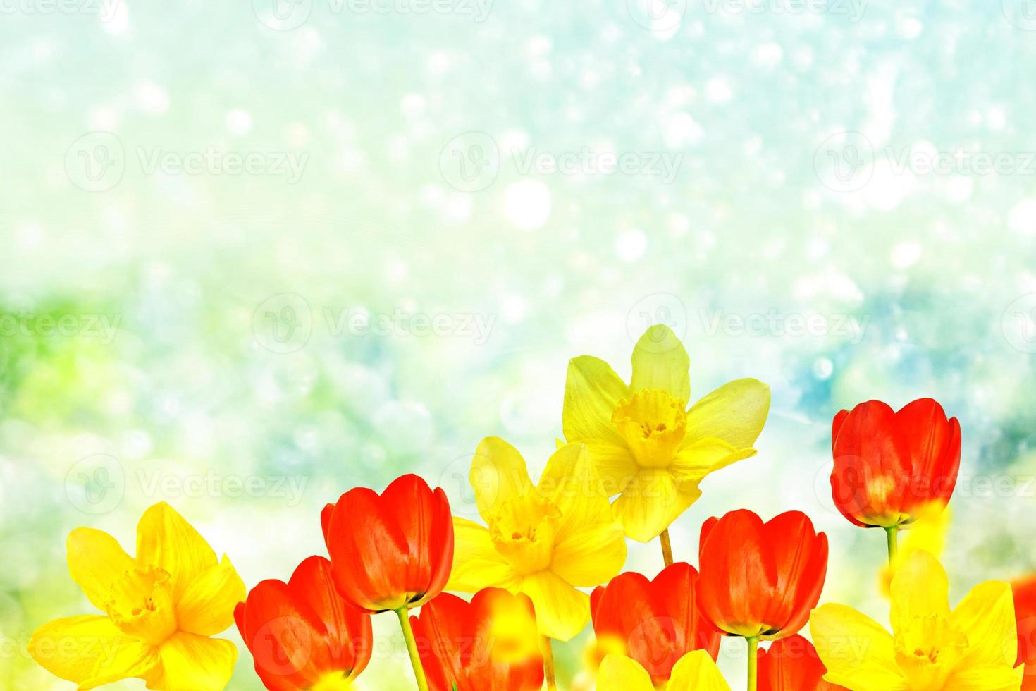 Bright and colorful spring flowers daffodils and tulips photo