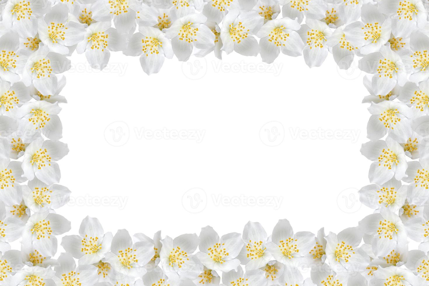 branch of jasmine flowers isolated on white background photo