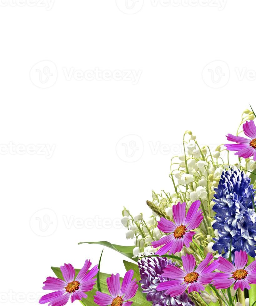 lupines beautiful flowers on a white background photo