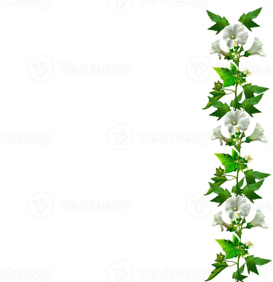 mallow flowers isolated on white background photo