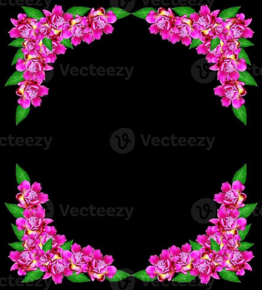 peony flowers isolated on black background. photo