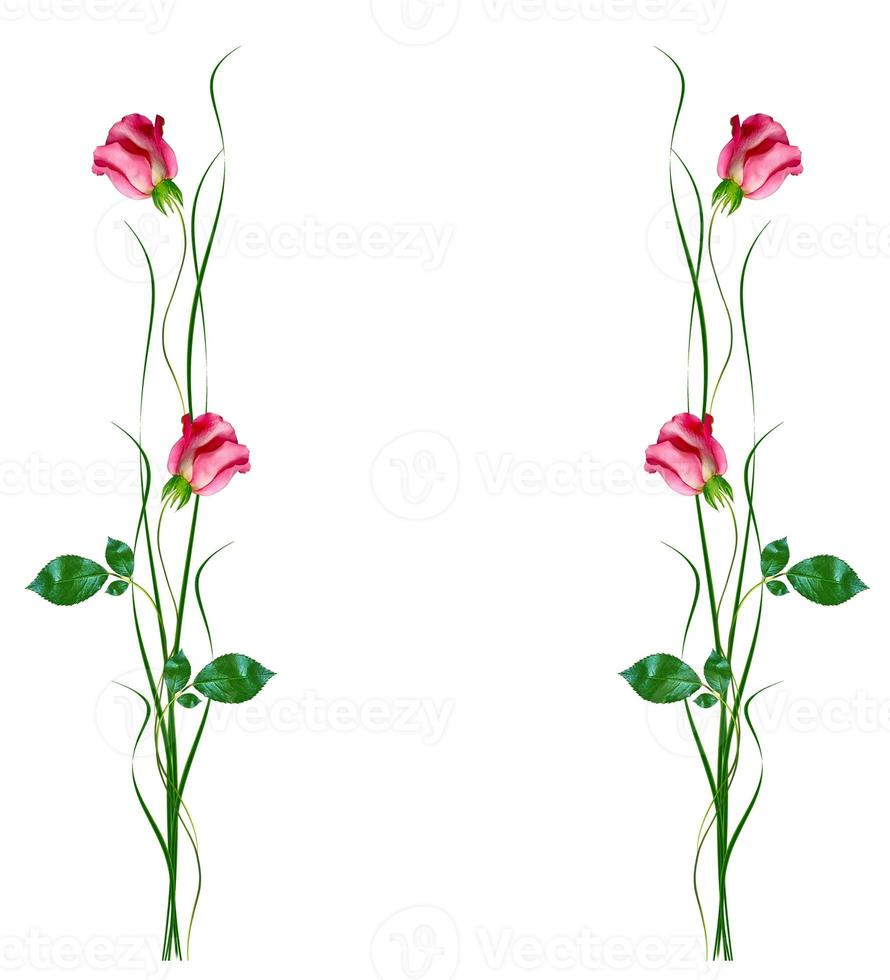 flower buds of roses isolated on white background photo