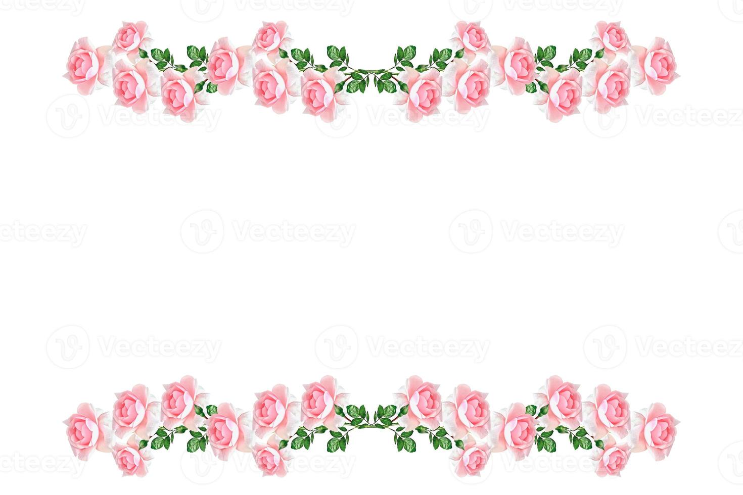 Flower bud roses on a white background photo