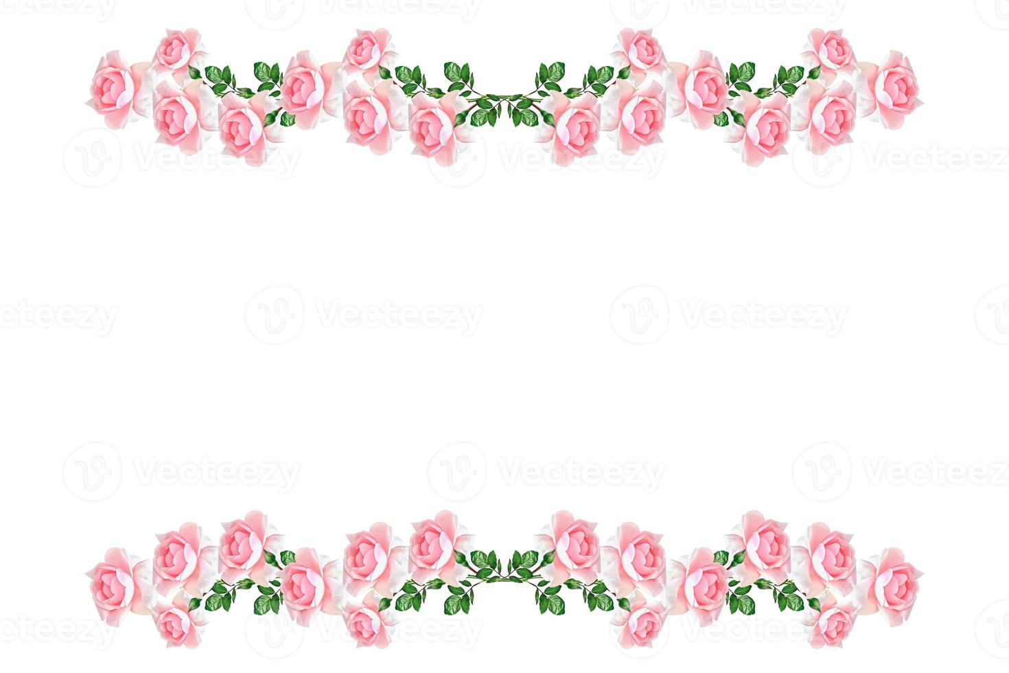 Flower bud roses on a white background photo