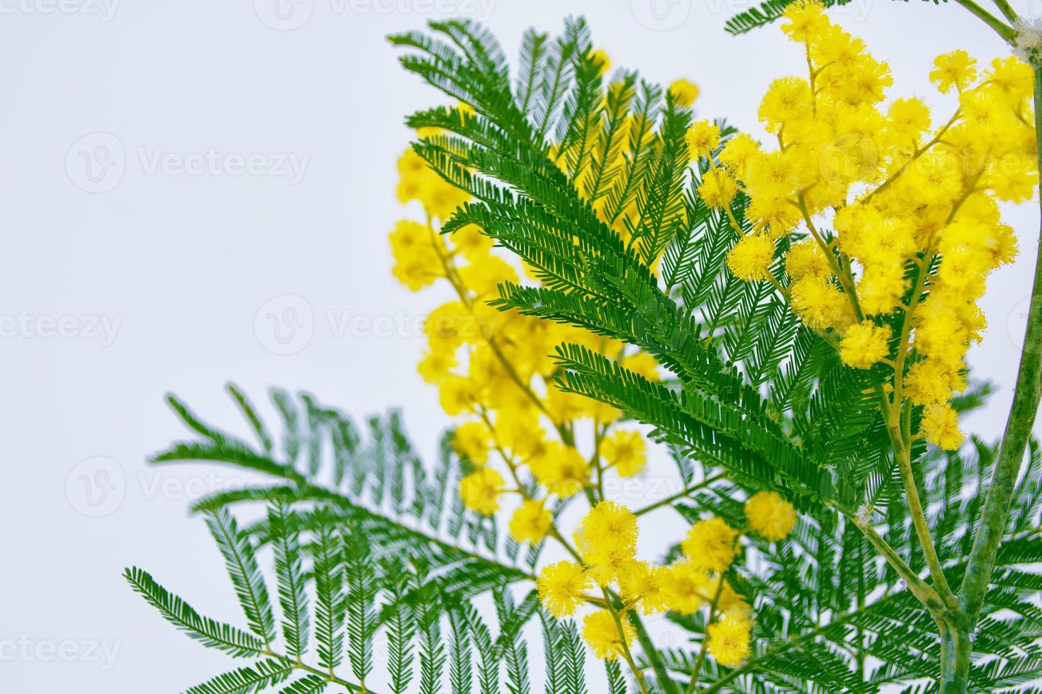 Bush of yellow spring flowers mimosa photo