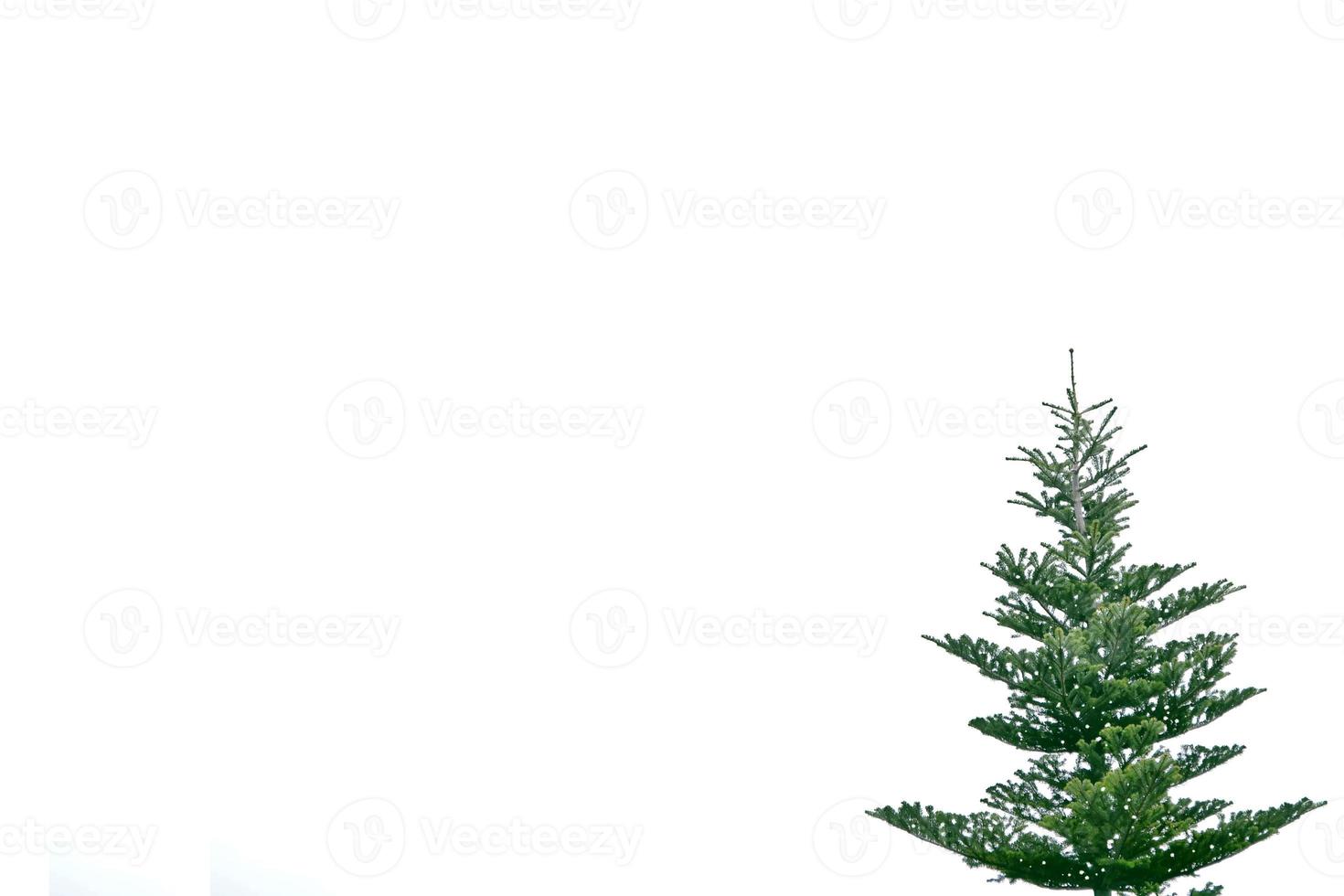 Christmas tree isolated on white background. Spruce. photo