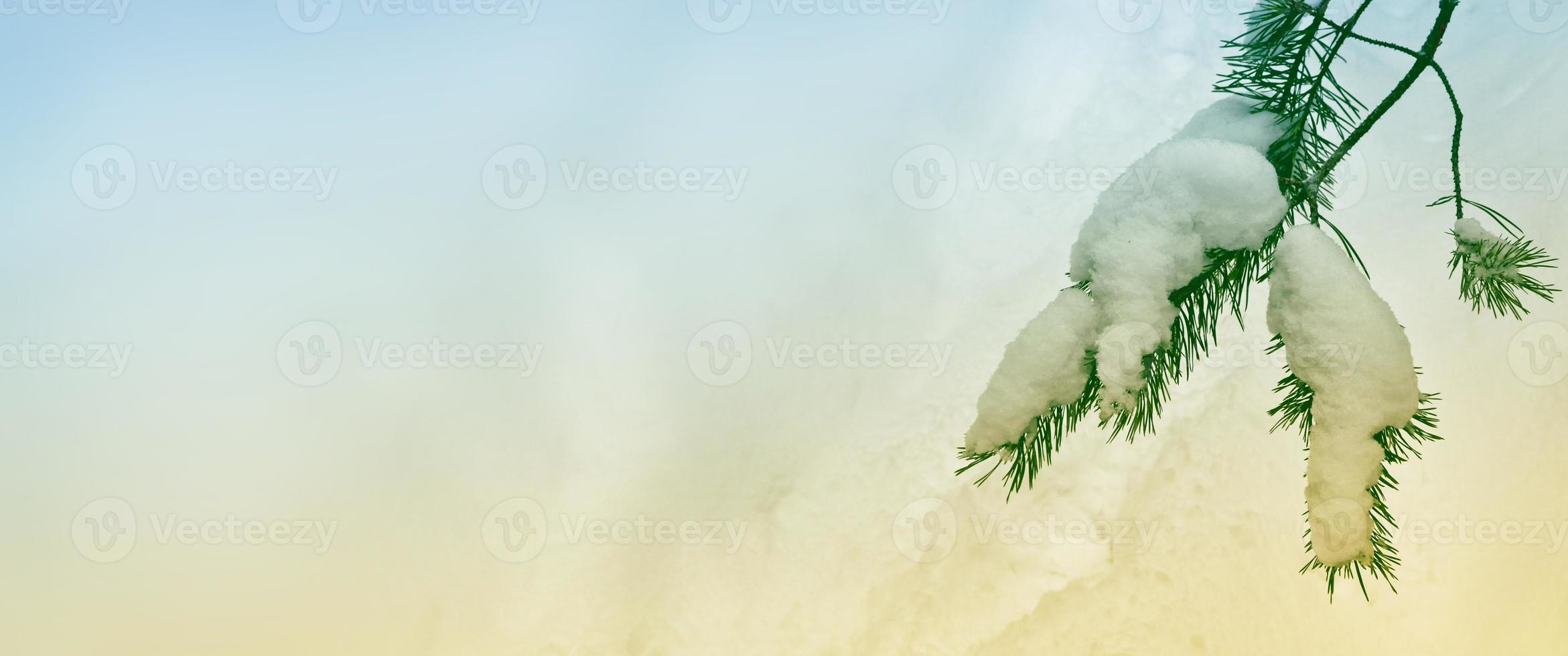 Frozen winter forest with snow covered trees. photo