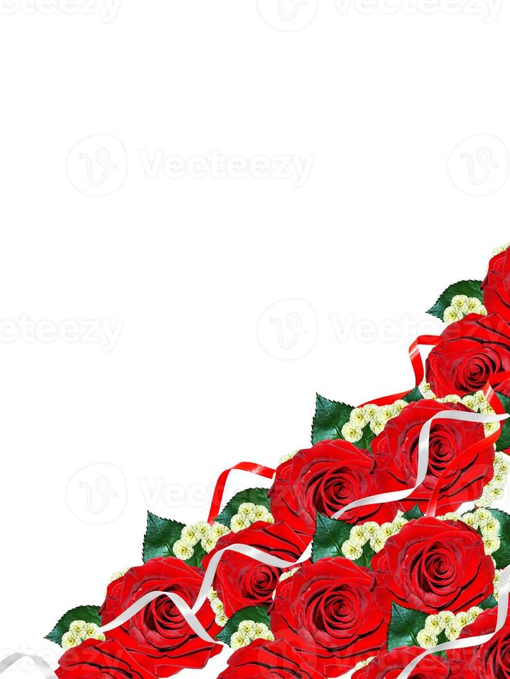 Holiday card. Red roses on a white background photo