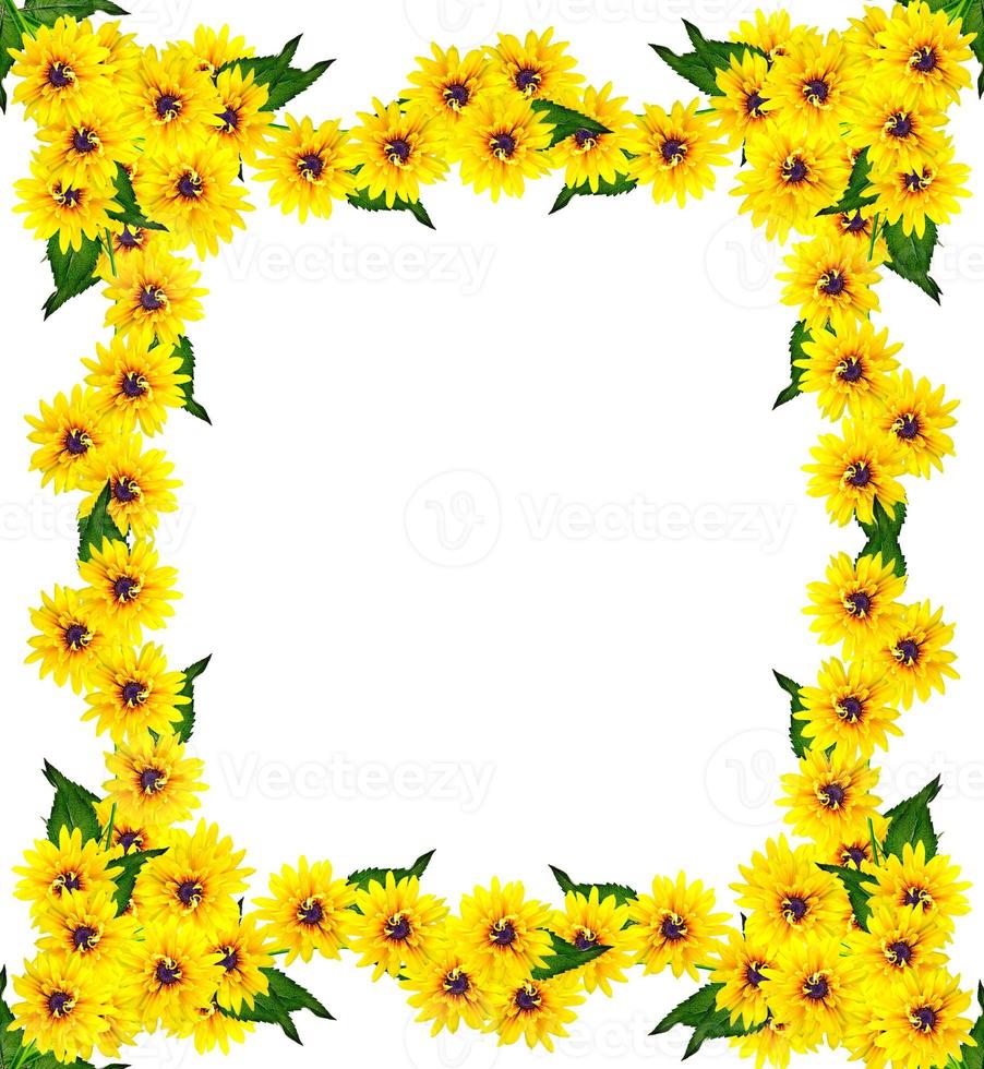 Yellow rudbeckia flower on a white background photo