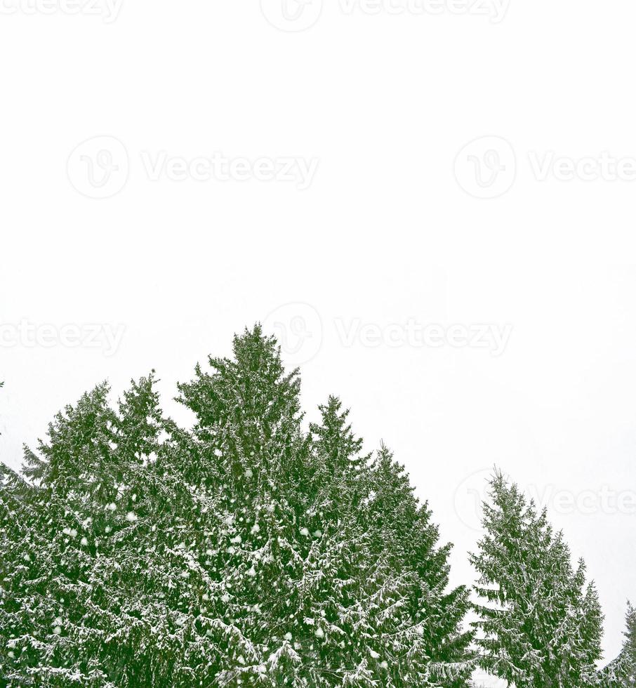 forest in the frost. Winter landscape. Snow covered trees. photo