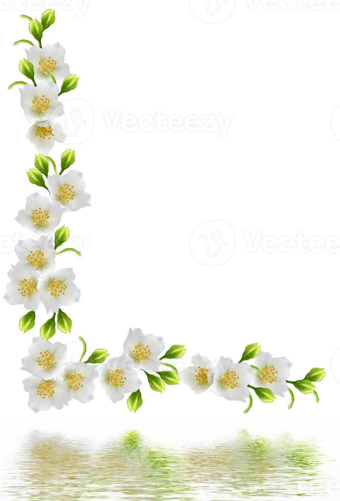 White jasmine flower. photo