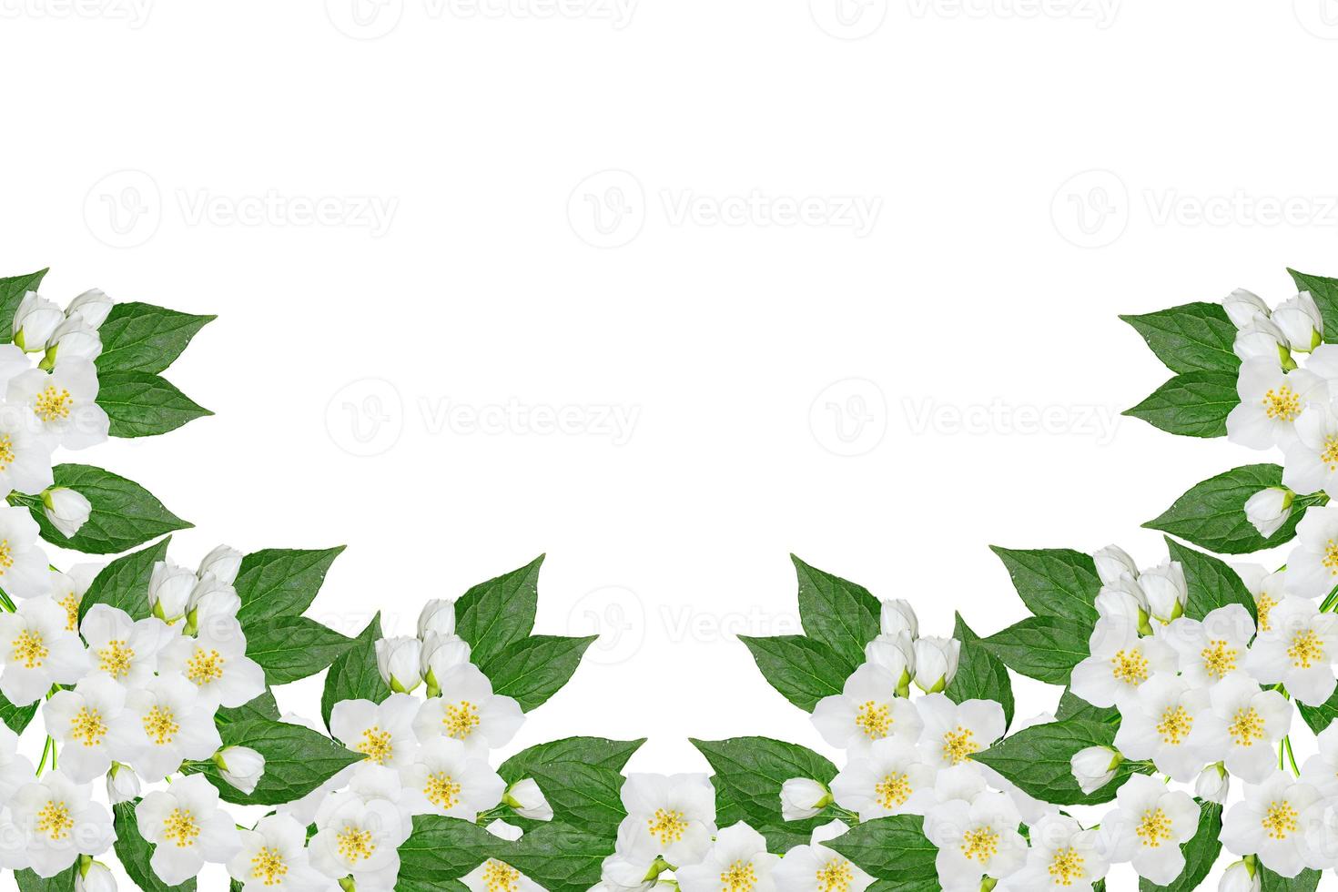 branch of jasmine flowers isolated on white background. spring photo