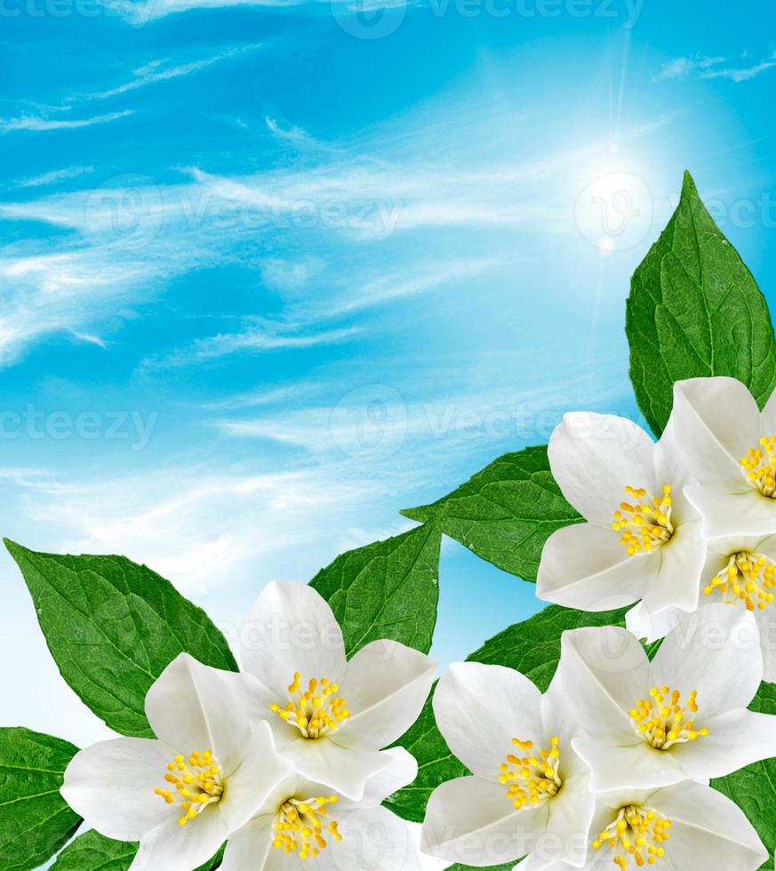 White jasmine flower. photo
