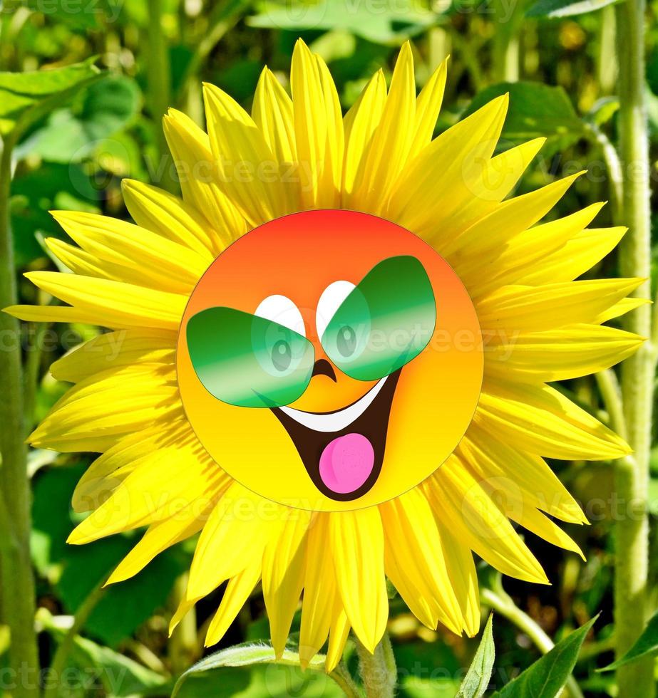 Beautiful sunflower field in summer. yellow flowers photo