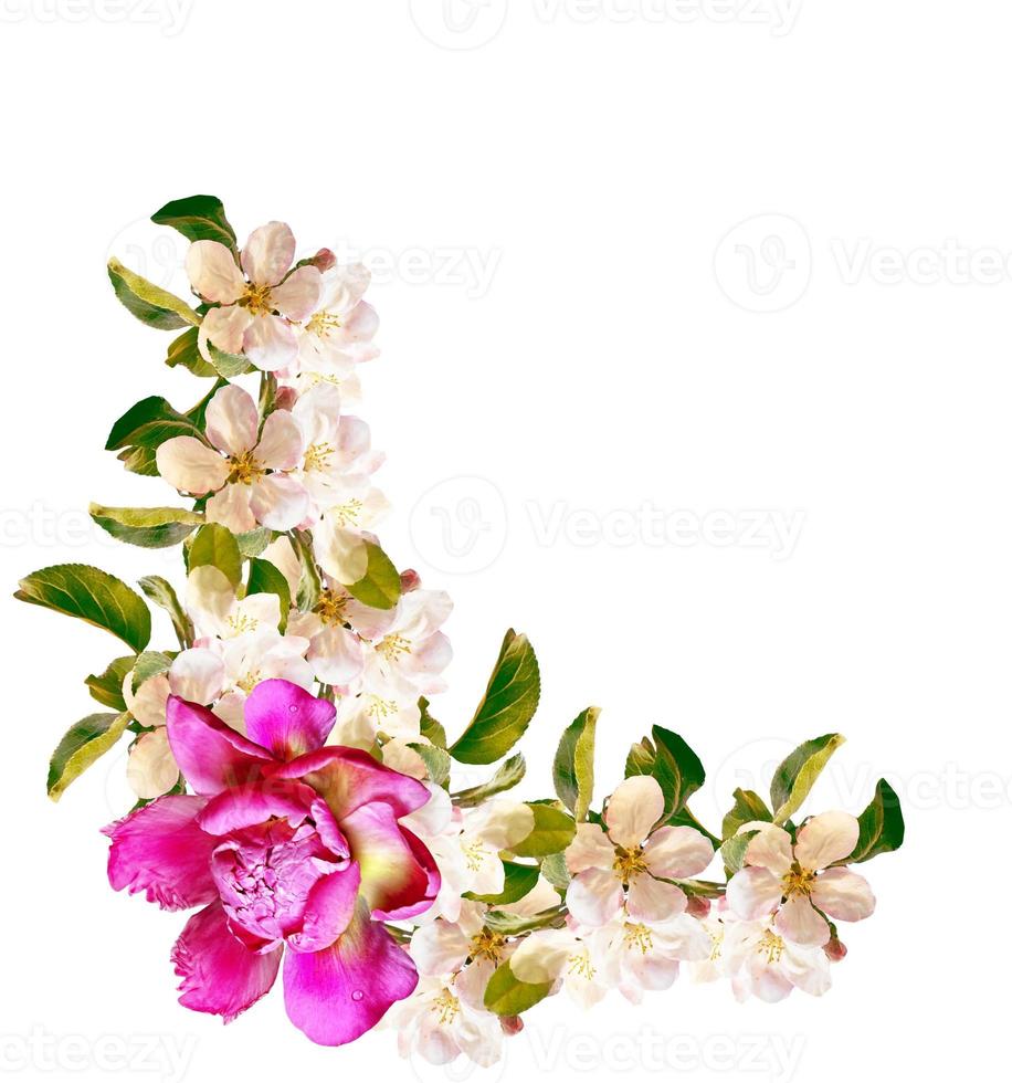 Flowering branch of apple isolated on a white background. Spring photo
