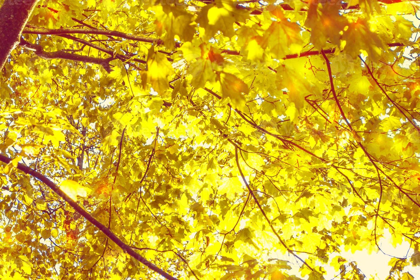 Autumn background with bright colorful leaves. photo