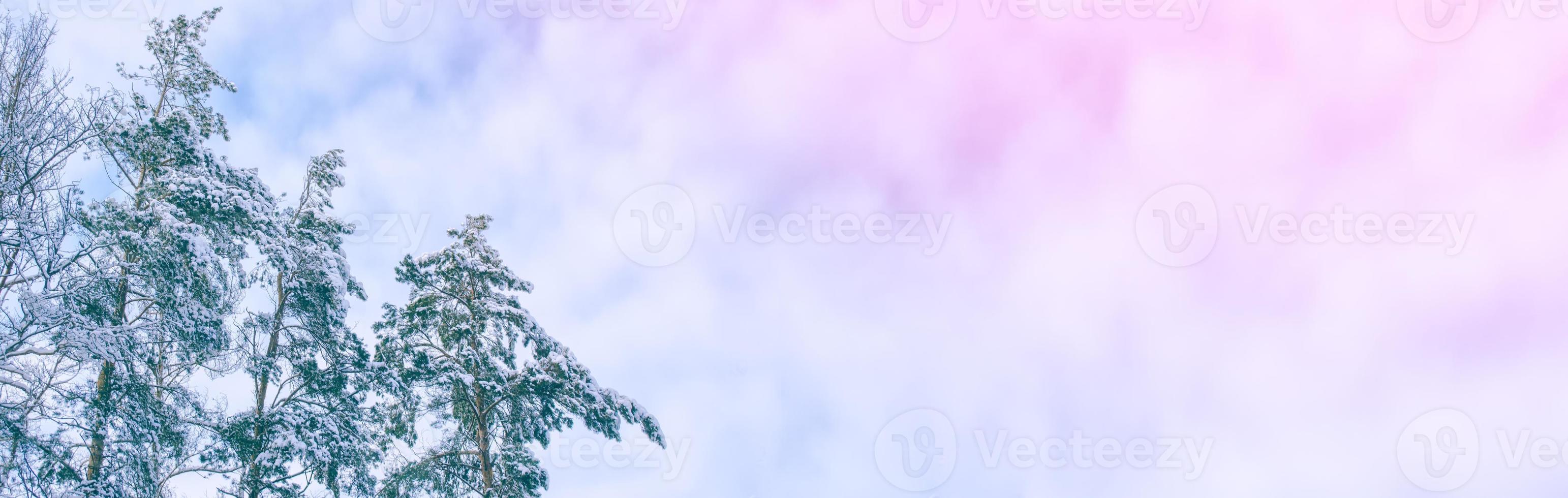 Frozen winter forest with snow covered trees. photo