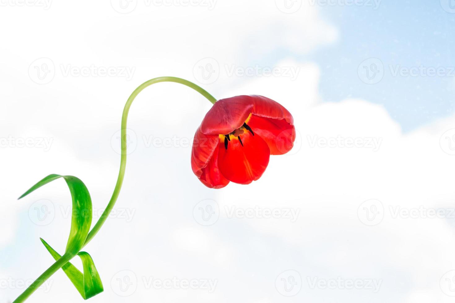 Bright and colorful flowers tulips photo