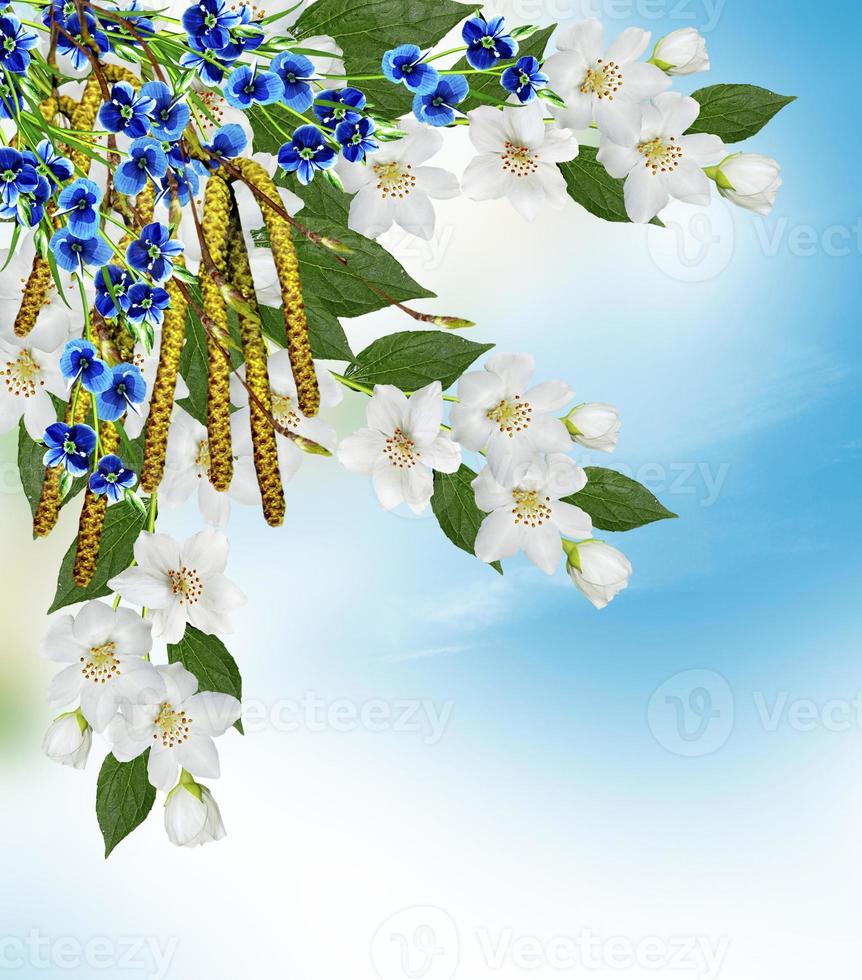 rama de flores de jazmín sobre un fondo de cielo azul con nubes 9854130  Foto de stock en Vecteezy