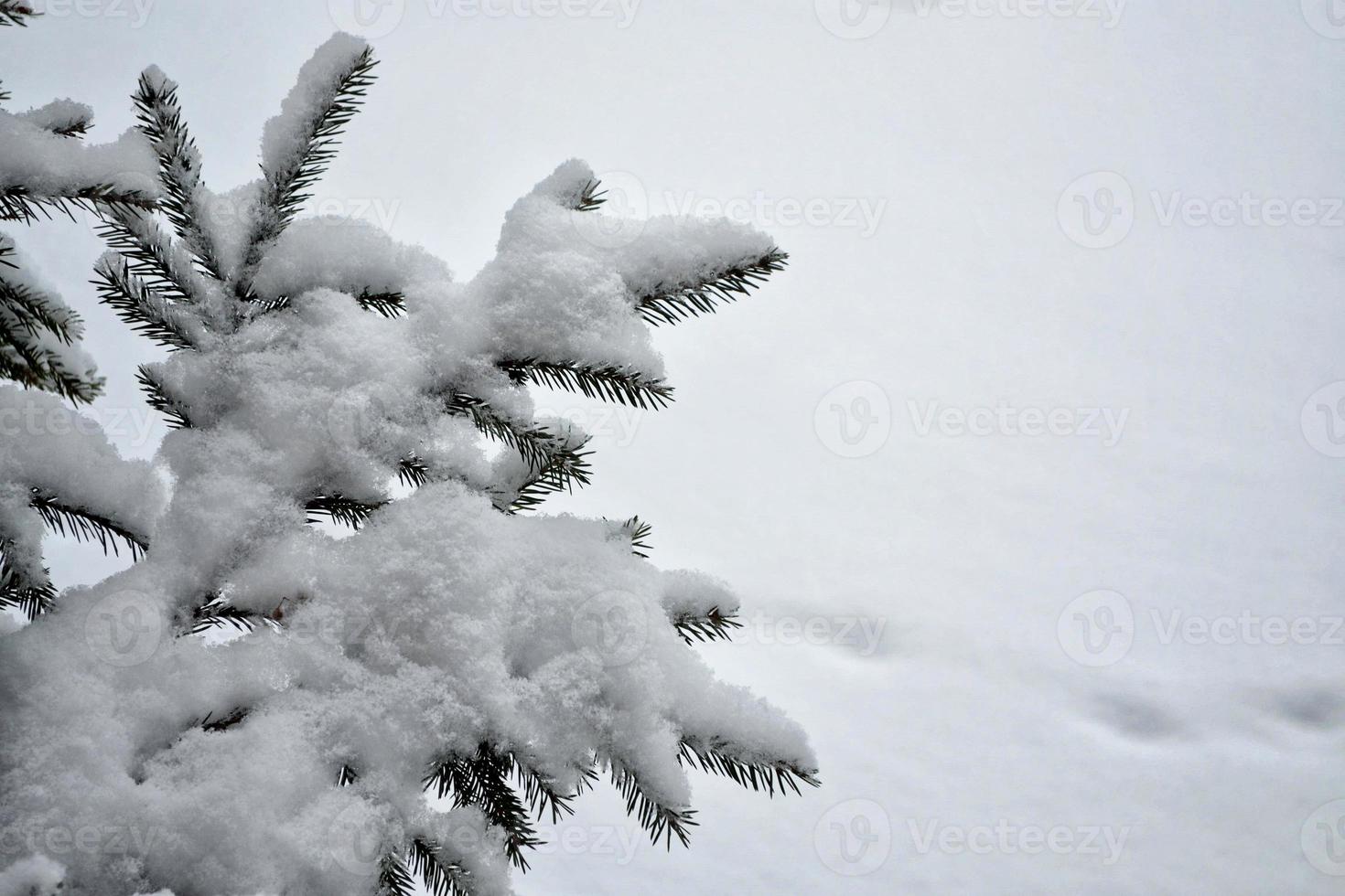 forest in the frost. Winter landscape. Snow covered trees. photo