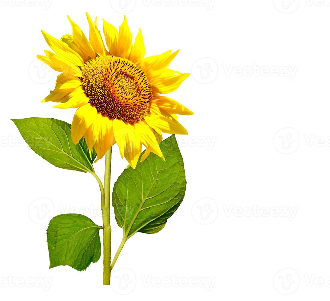 beautiful sunflower isolated on a white background photo
