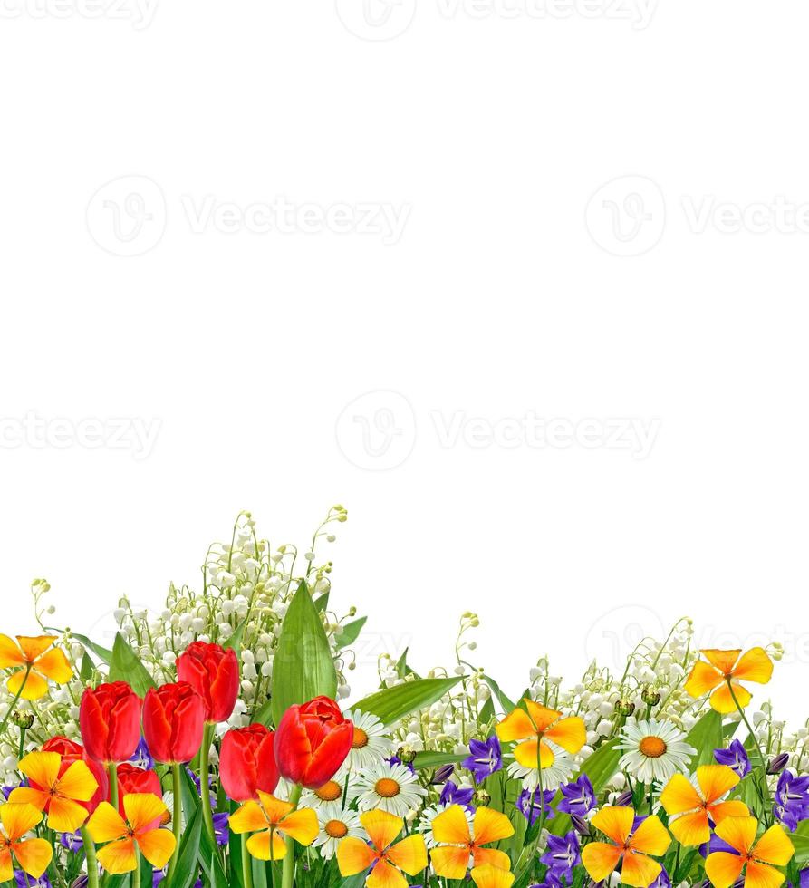 daisies summer white flower isolated on white background. photo