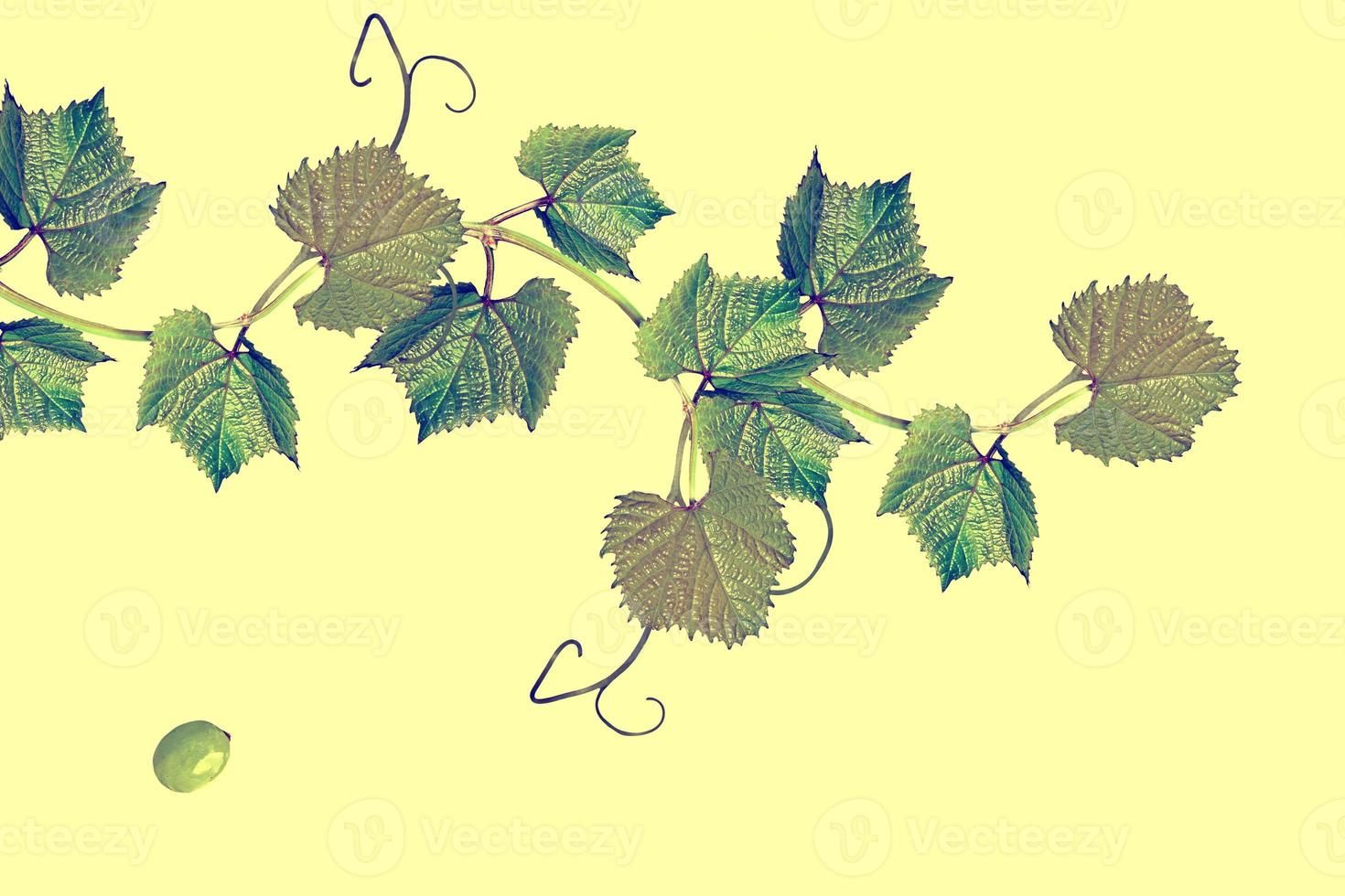 The branch of grapes isolated on yellow background. photo