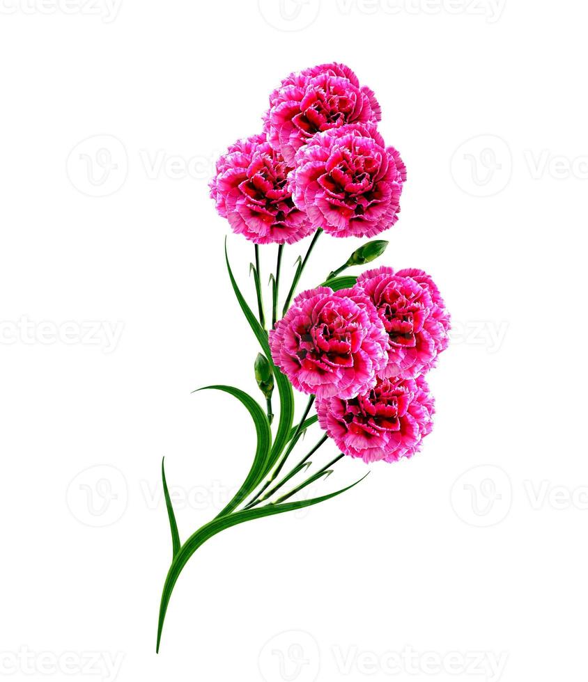 Bouquet of flowers carnation. photo