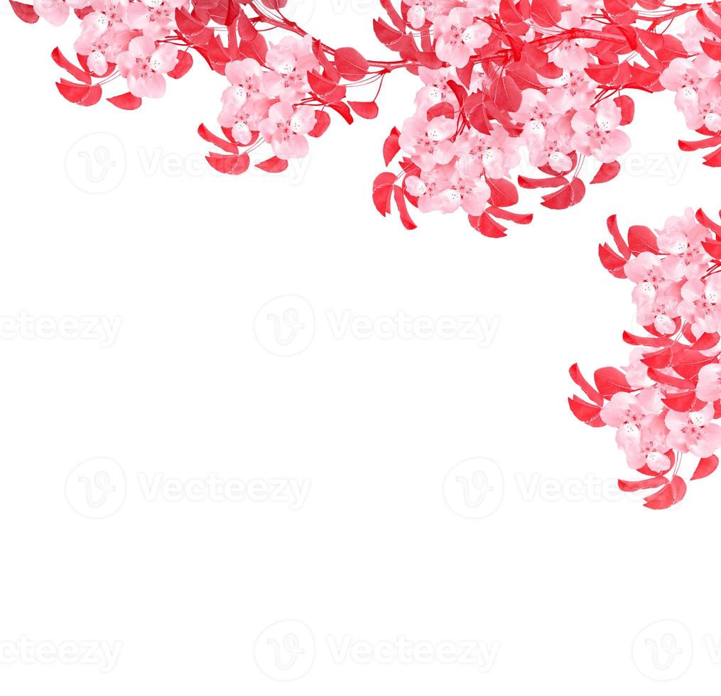 White pear flowers branch photo