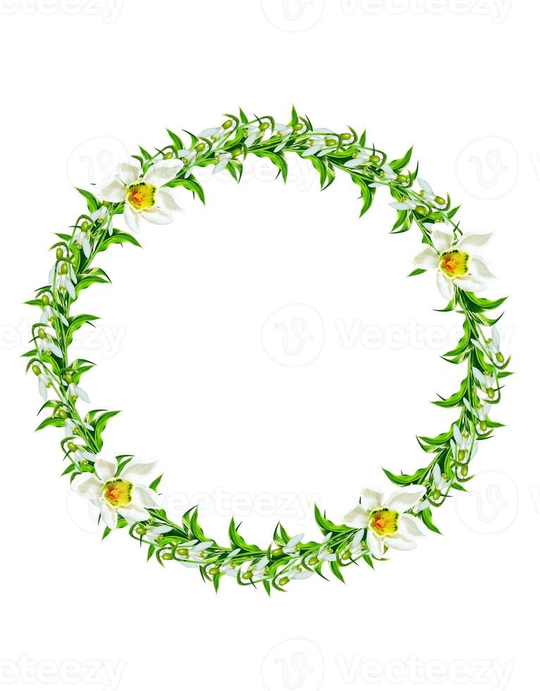 spring flowers snowdrops isolated on white background photo